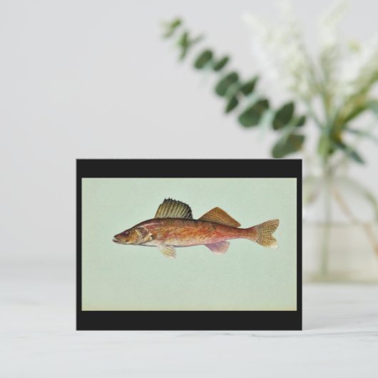 Carte Postale Walleye (Debout devant)