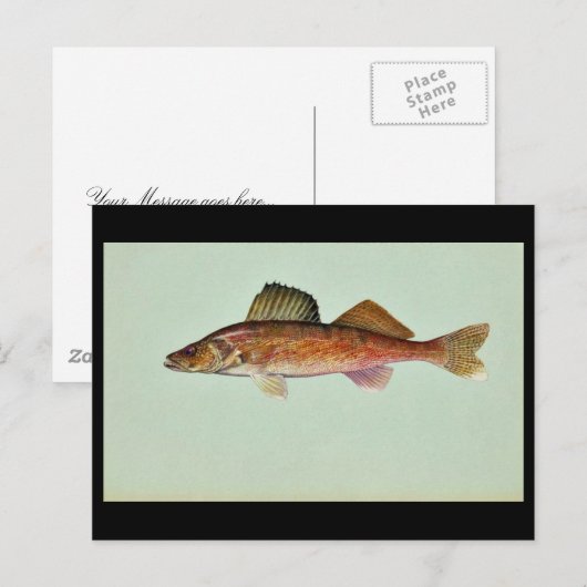 Carte Postale Walleye (Devant / Derrière)