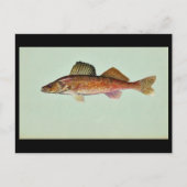 Carte Postale Walleye (Devant)