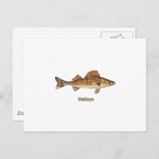 Carte Postale Walleye Art (Devant / Derrière)