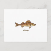 Carte Postale Walleye Art (Devant)