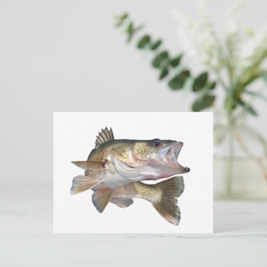 Carte Postale Walleye de pêche (Debout devant)