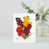 Carte Postale Wallfleurs (Debout devant)