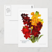 Carte Postale Wallfleurs (Devant / Derrière)