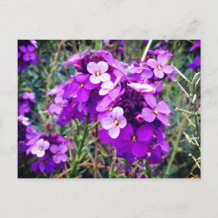 Carte postale Wallflower Bowles Mauve #1