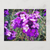 Carte postale Wallflower Bowles Mauve #1 (Devant)