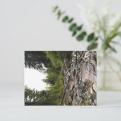 Carte Postale Wallowa (Debout devant)