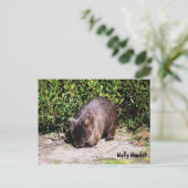 Carte postale Wally Wombat (Debout devant)