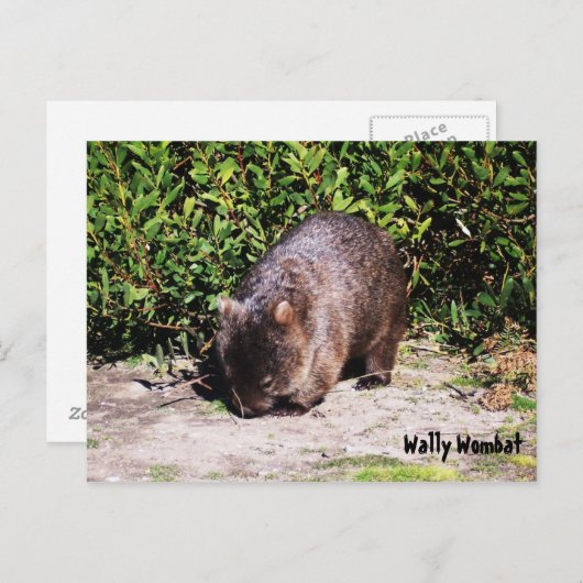 Carte postale Wally Wombat (Devant / Derrière)