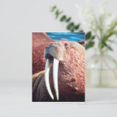 Carte Postale Walrus (Debout devant)