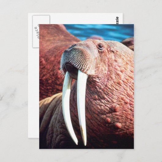 Carte Postale Walrus (Devant / Derrière)