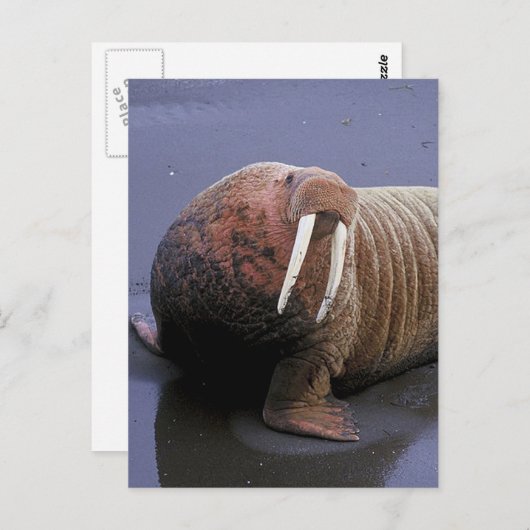 Carte Postale Walrus (Devant / Derrière)