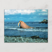 Carte Postale Walrus (Devant)