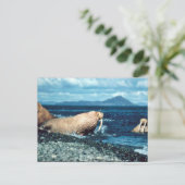 Carte Postale Walrus (Debout devant)