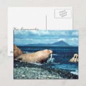 Carte Postale Walrus (Devant / Derrière)