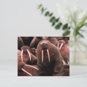Carte Postale Walrus (Debout devant)