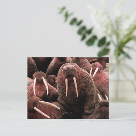 Carte Postale Walrus (Debout devant)