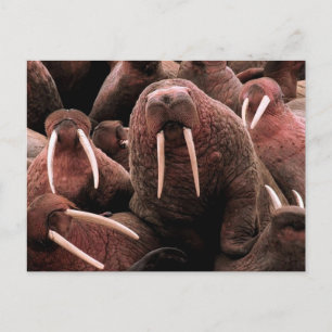 Carte Postale Walrus