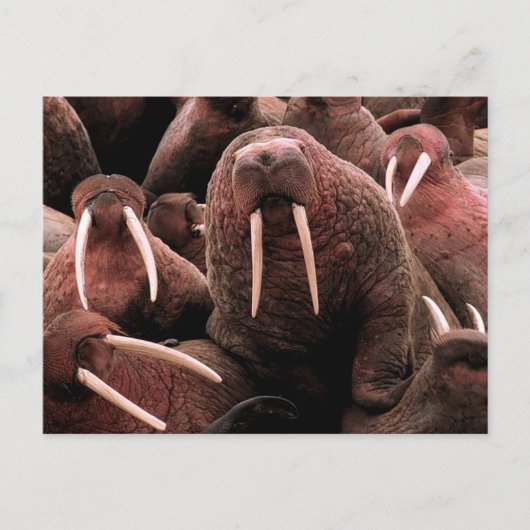 Carte Postale Walrus (Devant)