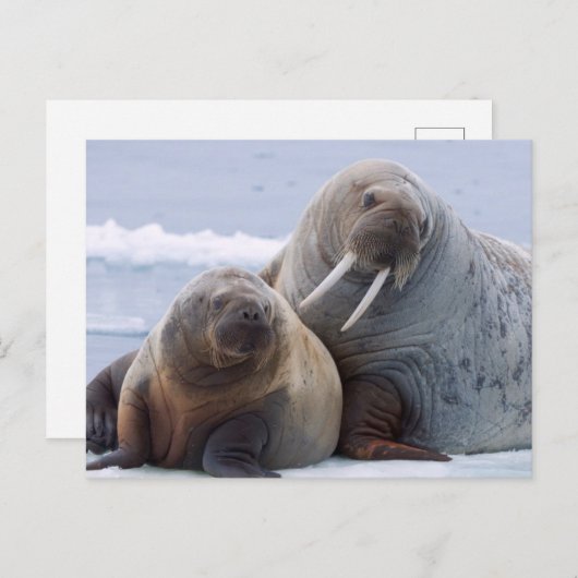 Carte Postale Walrus cow and calf reston on a sea ice floe (Devant / Derrière)