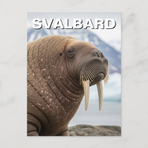 Carte Postale Walrus en Svalbard Norvège