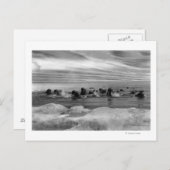 Carte Postale Walrus parmi les floes de glace dans la mer de Bér (Devant / Derrière)