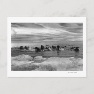 Carte Postale Walrus parmi les floes de glace dans la mer de Bér