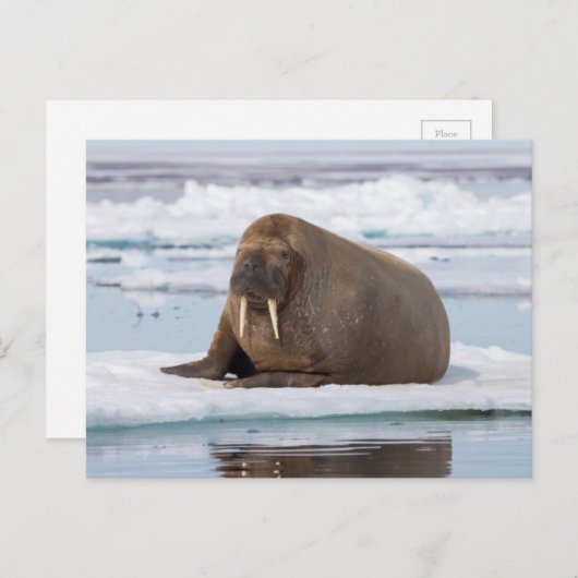 Carte Postale Walrus resting on ice, Norway (Devant / Derrière)