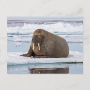 Carte Postale Walrus resting on ice, Norway