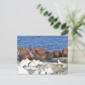 Carte Postale Walrus sur la glace de mer de Béring (Debout devant)