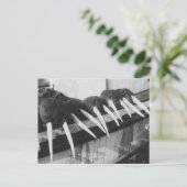 Carte Postale Walrus Tusks : 1931 (Debout devant)