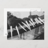 Carte Postale Walrus Tusks : 1931 (Devant / Derrière)