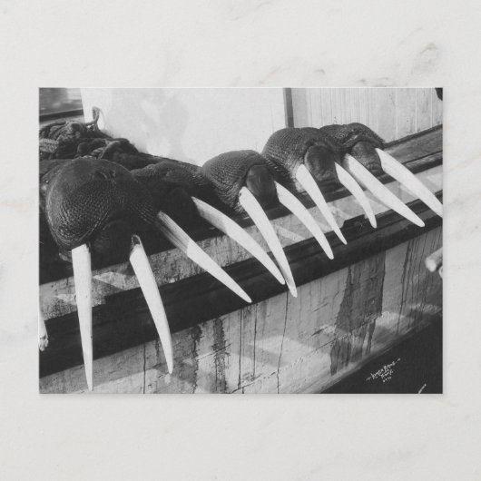 Carte Postale Walrus Tusks : 1931 (Devant)