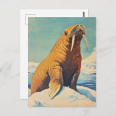 Carte Postale Walrus vintage (Devant / Derrière)