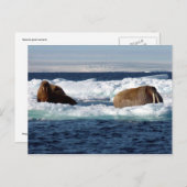 Carte Postale Walruses à Storoya, Svalbard (Devant / Derrière)