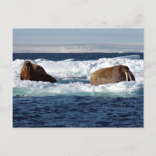 Carte Postale Walruses à Storoya, Svalbard (Devant)