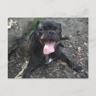 Carte Postale Walter the Pug
