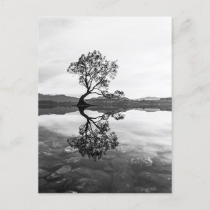 Carte Postale Wanaka Tree Nouvelle-Zélande Paysage Photographie