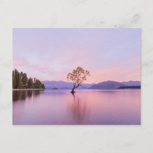 Carte Postale Wanaka Tree Sunrise Nature Voyage Photographie