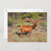 Carte Postale wapiti (Devant / Derrière)