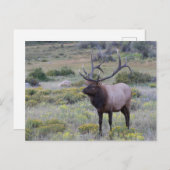 Carte Postale Wapiti d'Amérique | Parc national des Rocheuses, C (Devant / Derrière)