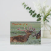 Carte postale wapiti de Washington (Debout devant)