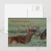 Carte postale wapiti de Washington (Devant / Derrière)