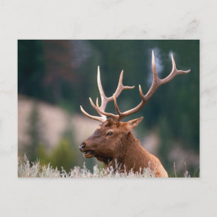 Carte Postale Wapiti des montagnes Rocheuses Parc national de Ye