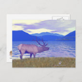 Carte Postale Wapiti (Elk) Sur Le Lac (Devant / Derrière)