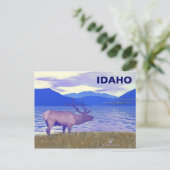 Carte Postale Wapiti (Elk) Sur Le Lac (Debout devant)