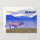 Carte Postale Wapiti (Elk) Sur Le Lac (Devant / Derrière)