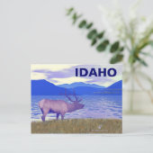 Carte Postale Wapiti (Elk) Sur Le Lac (Debout devant)