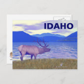 Carte Postale Wapiti (Elk) Sur Le Lac (Devant / Derrière)