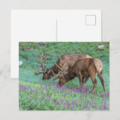 Carte Postale Wapiti mâles, parc national de Rocky Mountain, Col (Devant / Derrière)